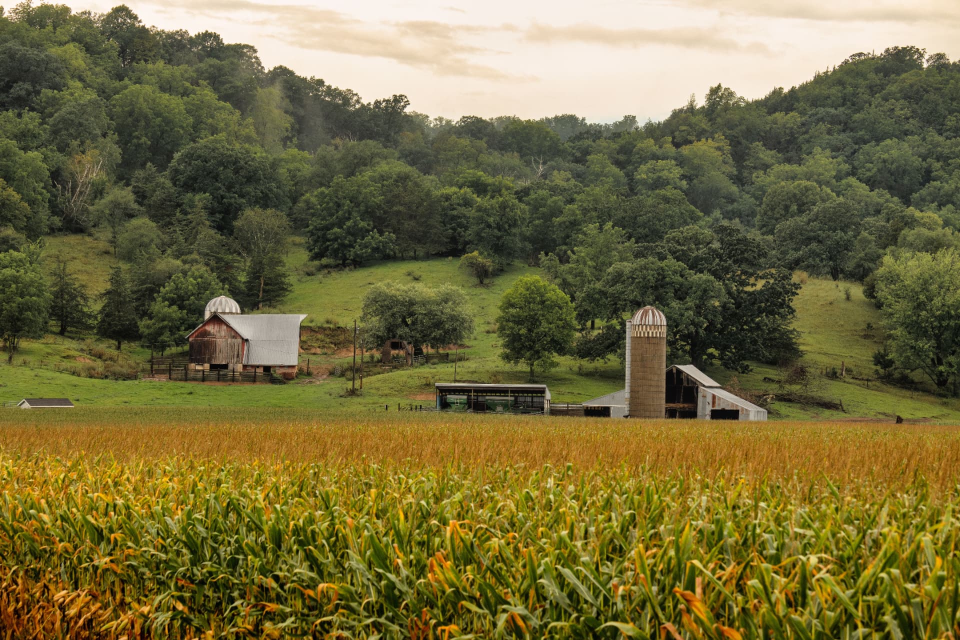 Rolling farm fields at golden hour