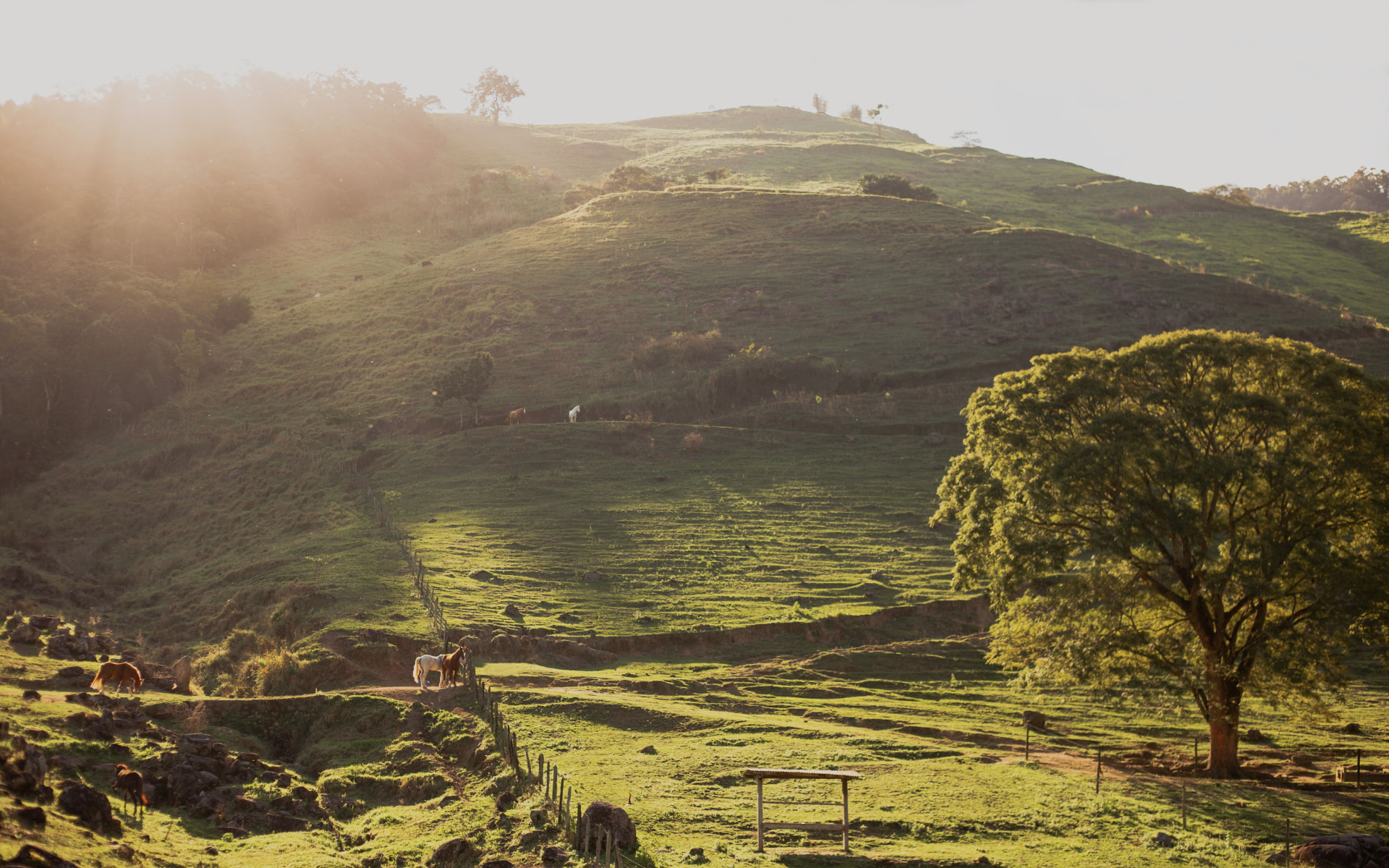 Rolling green hills at golden hour